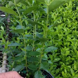 Strawberry Guava Live Plant – Half Gallon Pot – Edible Fruit Bush - Image 4