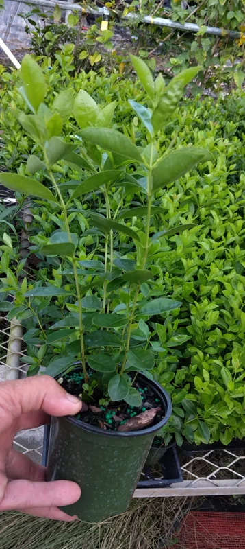 Strawberry Guava Live Plant – Half Gallon Pot – Edible Fruit Bush - Image 4