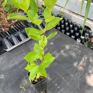 Strawberry Guava Live Plant - Psidium cattleianum Bush 12
