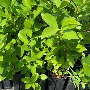 Strawberry Guava Live Plant - Psidium cattleianum Bush 12