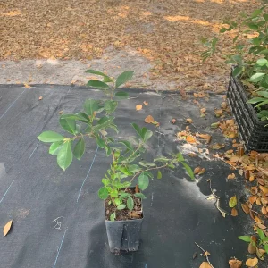 Strawberry Guava Live Plant - Psidium cattleianum Bush 12