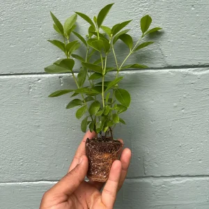 Strawberry Guava Live Plant - Tropical Fruit Tree - Attracts Pollinators - Image 2