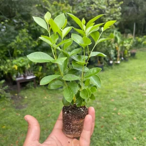 Strawberry Guava Live Plant - Tropical Fruit Tree - Attracts Pollinators - Image 3