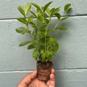 Strawberry Guava Live Plant - Tropical Fruit Tree - Attracts Pollinators - Image 4