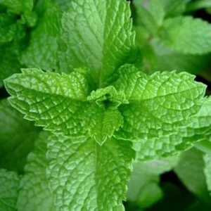 Strawberry Mint Live Plant - 6-inch Height, 4.5-inch Pot, Culinary Herb - Image 2