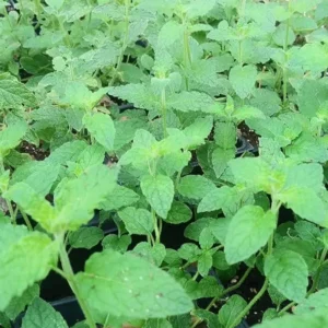 Strawberry Mint Live Plant - 6-inch Height, 4.5-inch Pot, Culinary Herb - Image 3