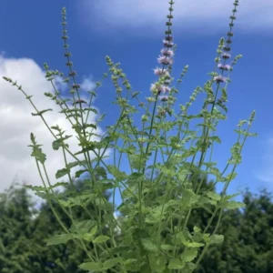 Strawberry Mint Live Plant - 6-inch Height, 4.5-inch Pot, Culinary Herb - Image 4