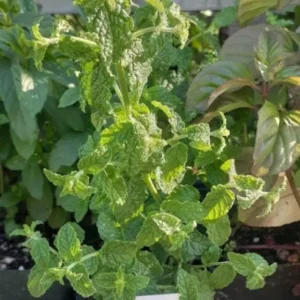 Strawberry Mint Live Plant - 6-inch Height, 4.5-inch Pot, Culinary Herb - Image 5