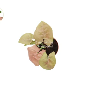 Strawberry Syngonium Live Plant – 2 inch Pot – Pink Arrowhead Vine – Indoor - Image 2