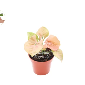 Strawberry Syngonium Live Plant – 4 inch Pot – Indoor Houseplant - Image 1