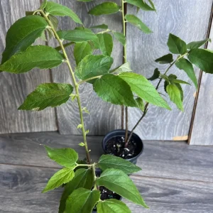 Strawberry Tree Plant - Jamaican Cherry Live Plant - Muntingia calabura - 6 inch Pot - Image 5