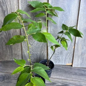 Strawberry Tree Plant - Jamaican Cherry Live Plant - Muntingia calabura - 6 inch Pot - Image 6