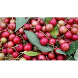 Strawberry Tree Plant - Jamaican Cherry Live Plant - Muntingia calabura - 6 inch Pot - Image 7