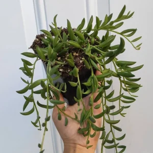 String of Bananas Senecio radicans Live Succulent Plant - Trailing Houseplant - Image 4