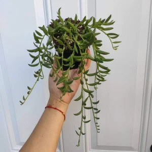 String of Bananas Senecio radicans Live Succulent Plant - Trailing Houseplant - Image 5