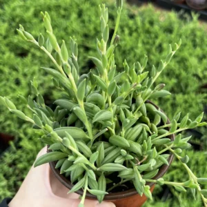 String of Bananas Trailing Succulent Live Plant – 4'' Pot – Indoor/Outdoor - Image 2