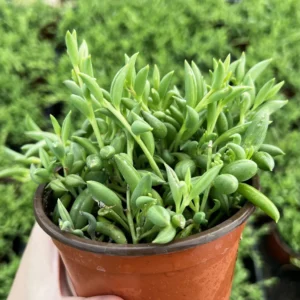 String of Bananas Trailing Succulent Live Plant – 4'' Pot – Indoor/Outdoor - Image 3