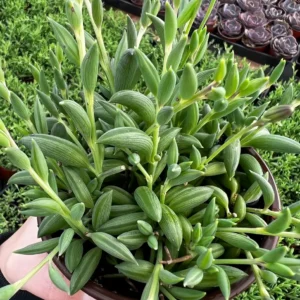 String of Bananas Trailing Succulent Live Plant – 4'' Pot – Indoor/Outdoor - Image 1