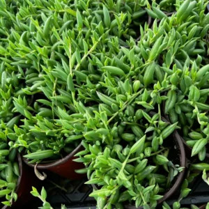 String of Bananas Trailing Succulent Live Plant – 4'' Pot – Indoor/Outdoor - Image 4