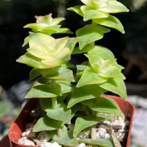 String of Buttons Succulent – Crassula perforata Live Plant – 2 inch Pot - Image 2