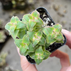 String of Buttons Succulent – Crassula perforata Live Plant – 2 inch Pot - Image 3