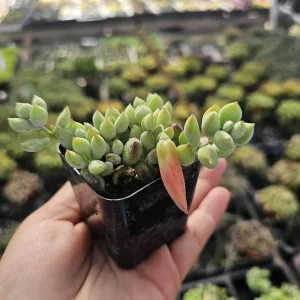 String of Buttons Trailing Jade Live Plant Bundle - Cotyledon pendens 2 inch Pot Indoor - Image 2