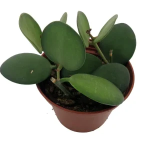 String of Coins Live Plant – Xerosicyos Danguyi – 2.5 inch Pot – Succulent - Image 2