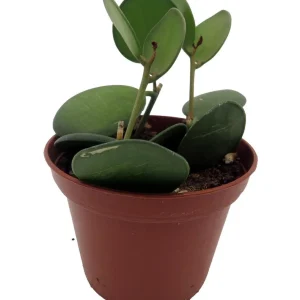 String of Coins Live Plant – Xerosicyos Danguyi – 2.5 inch Pot – Succulent - Image 3