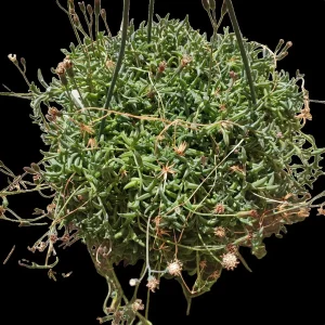 String of Dolphins Senecio peregrinus Live Succulent Plant - 2-4 Inch Pot - Image 6