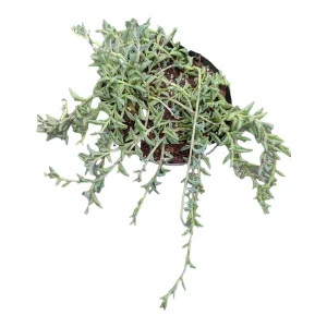 String of Dolphins Senecio peregrinus Live Succulent Plant - 2-4 Inch Pot - Image 7