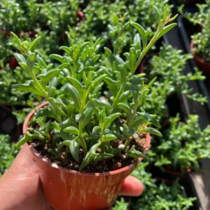 String of Dolphins Succulent Live Plant - Trailing, 4'' Pot, Indoor - Image 2