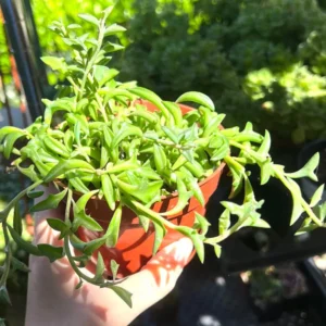 String of Dolphins Succulent Live Plant - Trailing, 4'' Pot, Indoor - Image 1