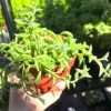 String of Dolphins Trailing Succulent Live Plant – 4 inch Pot – Indoor - Image 1