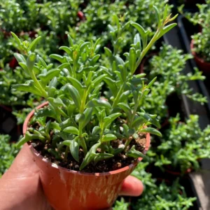 String of Dolphins Trailing Succulent Live Plant – 4 inch Pot – Indoor - Image 2