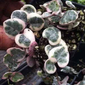 String of Hearts Live Plant - Ceropegia woodii - 2 Pack in 2