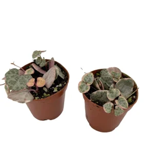 String of Hearts Live Plant - Ceropegia woodii - 2 Pack in 2