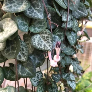 String of Hearts Live Plant - Ceropegia Woodii - 2.5