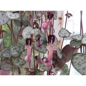 String of Hearts Live Plant - Ceropegia Woodii - 2.5