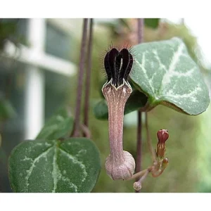 String of Hearts Live Plant - Ceropegia Woodii - 2.5