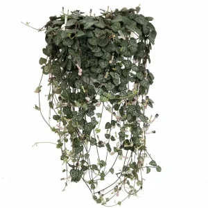 String of Hearts Live Plant - Ceropegia Woodii - 2.5