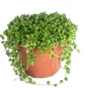 String of Pearls Live Succulent Plant – 6 inch Pot – Indoor Hanging Plant - Image 1