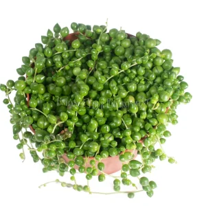 String of Pearls Live Succulent Plant – 6 inch Pot – Indoor Hanging Plant - Image 2