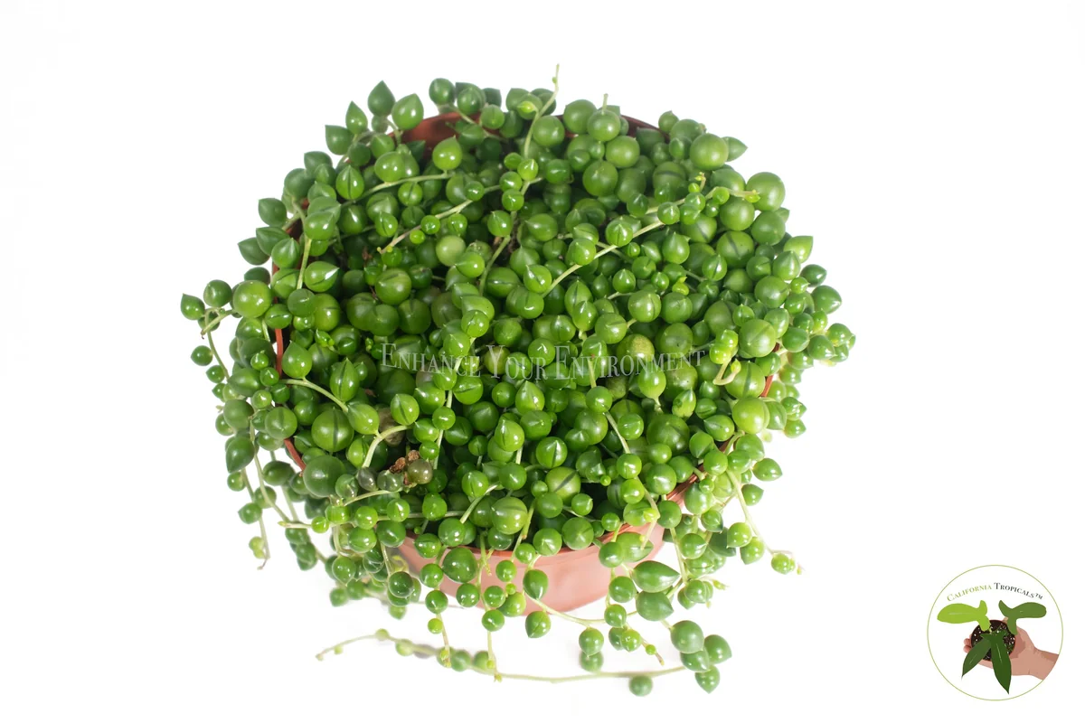 String of Pearls Live Succulent Plant – 6 inch Pot – Indoor Hanging Plant - Image 2
