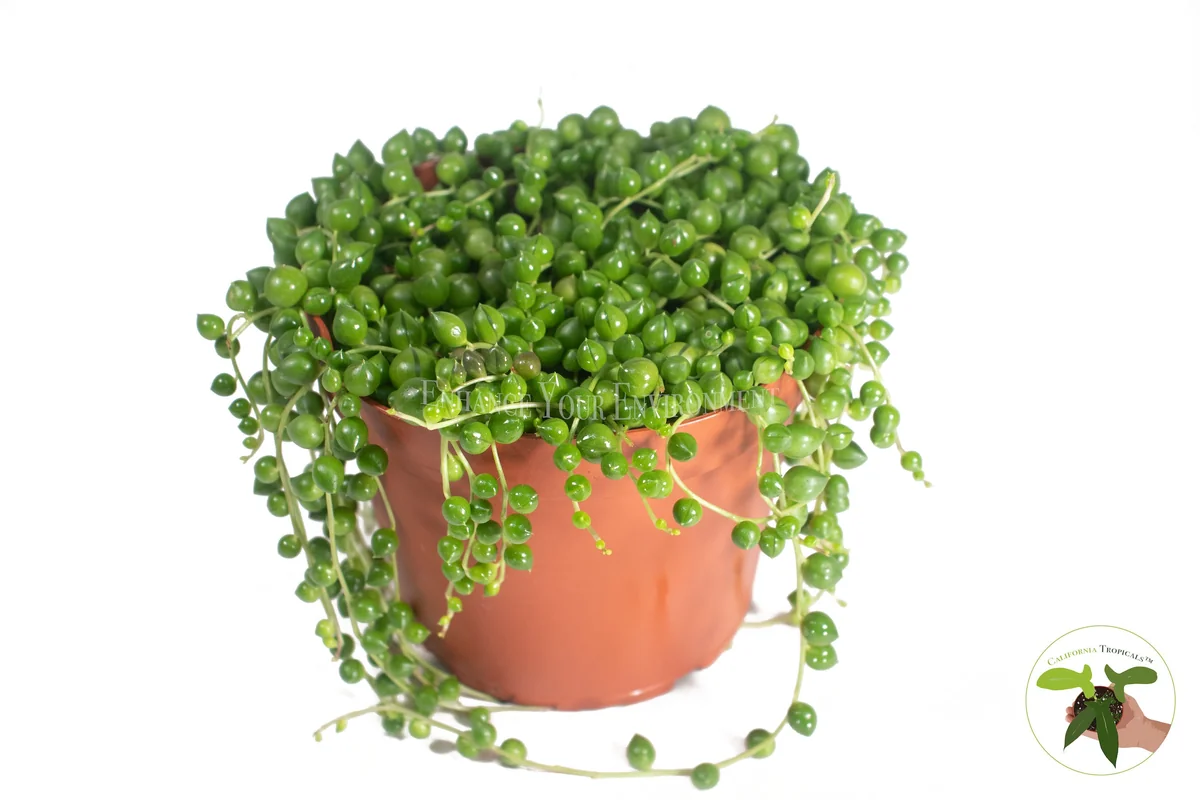 String of Pearls Live Succulent Plant – 6 inch Pot – Indoor Hanging Plant - Image 1