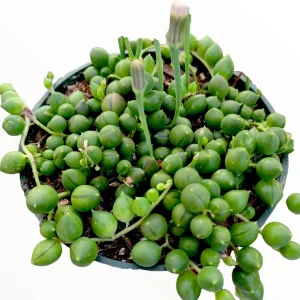 String of Pearls Senecio rowleyanus Succulent Plant – Live Houseplant – Trailing – 2-8 Inch Pot - Image 2