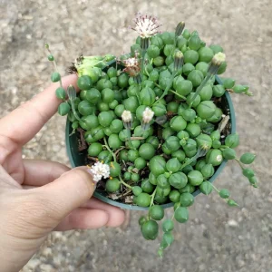 String of Pearls Senecio rowleyanus Succulent Plant – Live Houseplant – Trailing – 2-8 Inch Pot - Image 8