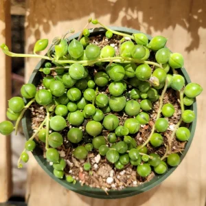 String of Pearls Senecio rowleyanus Succulent Plant – Live Houseplant – Trailing – 2-8 Inch Pot - Image 9
