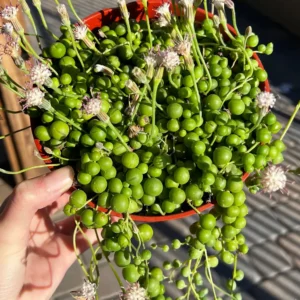 String of Pearls Succulent Live Plant – Trailing Houseplant in 6'' Hanging Basket - Image 1