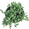 String of Raindrops Senecio Hybrid Succulent Live Plant - Trailing Foliage - Image 1