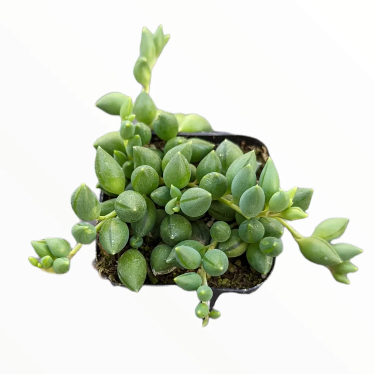 String of Raindrops Senecio Hybrid Succulent Live Plant - Trailing Foliage - Image 2